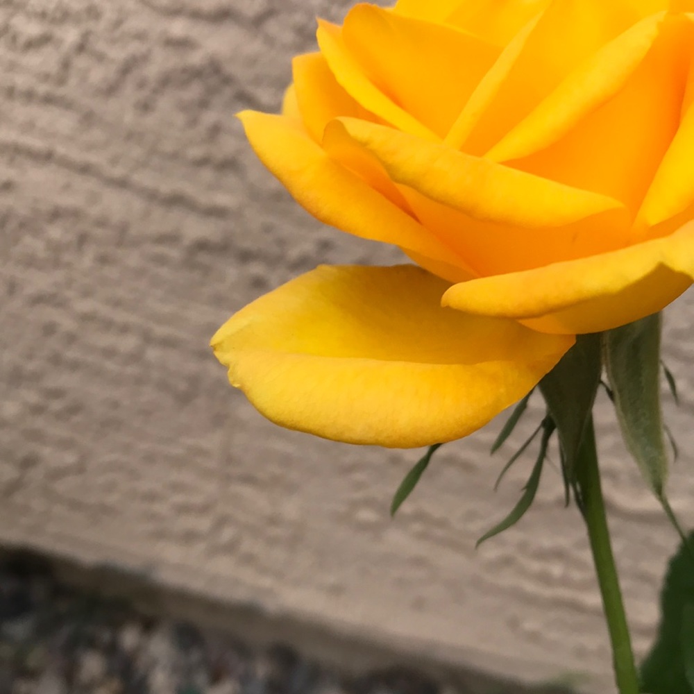 Meet your Posher, Rosa